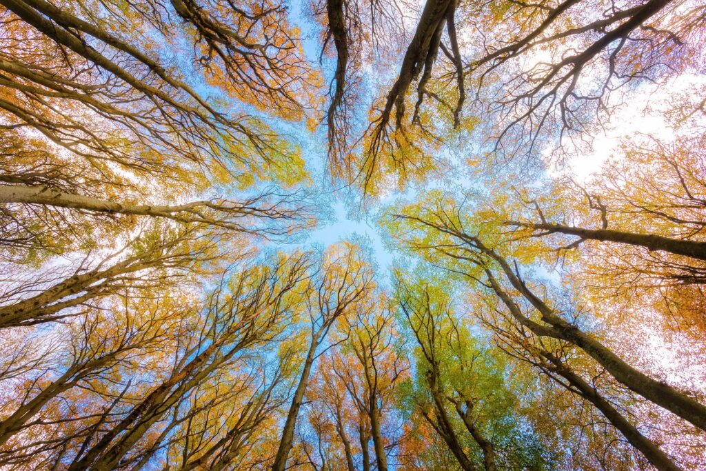 Corporate Social Responsibility Tree Canopy