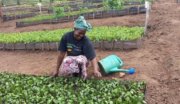 Forest restoration in Kenya