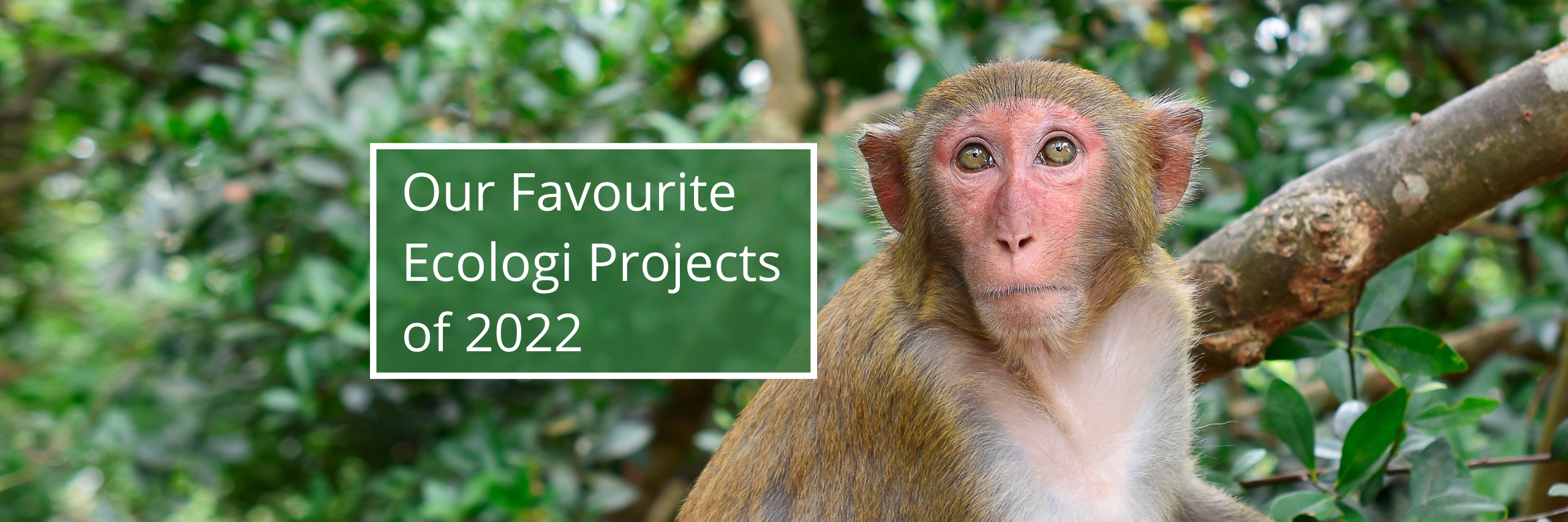 Our Favourite Ecologi Projects of 2022