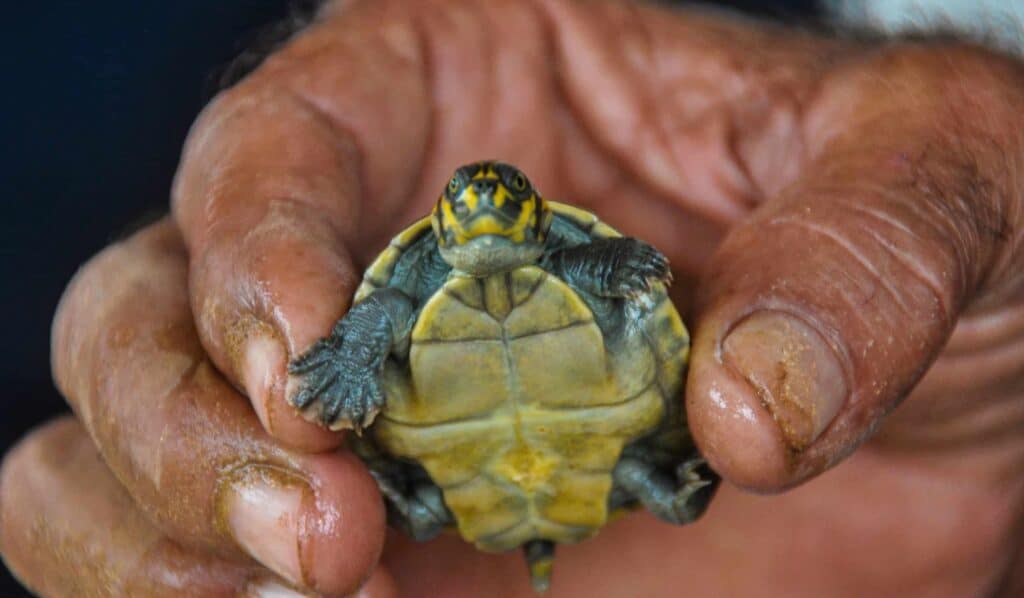 World Wildlife Day – Our Contribution Through Ecologi