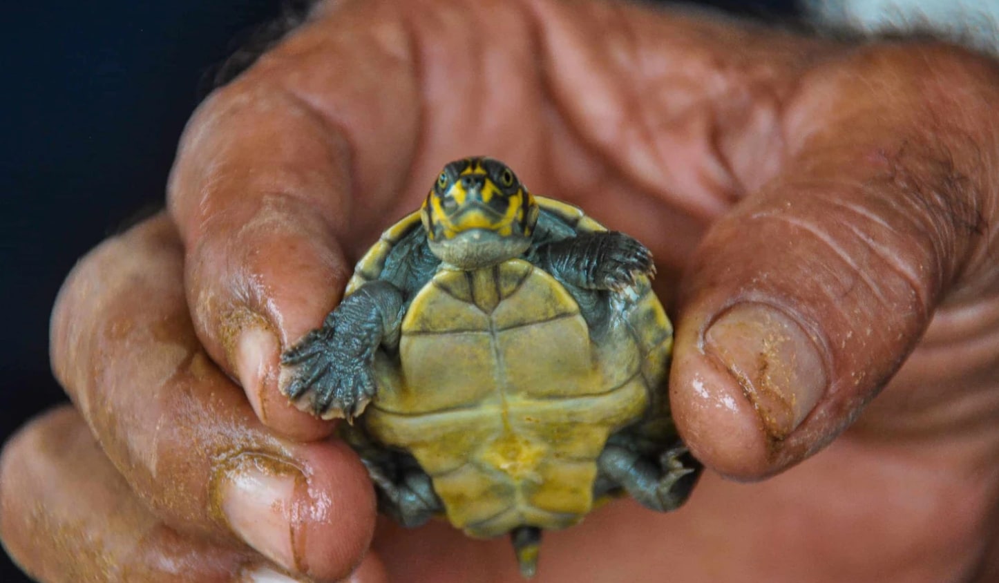 World Wildlife Day - Conserving rainforest in the Western Amazon