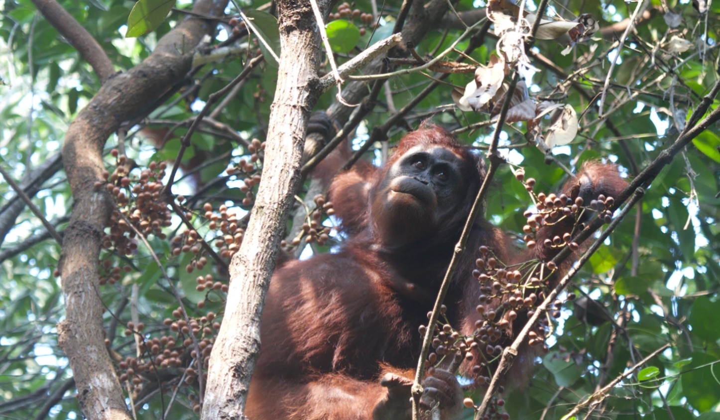 World Wildlife Day - Peatland restoration and conservation in Indonesia