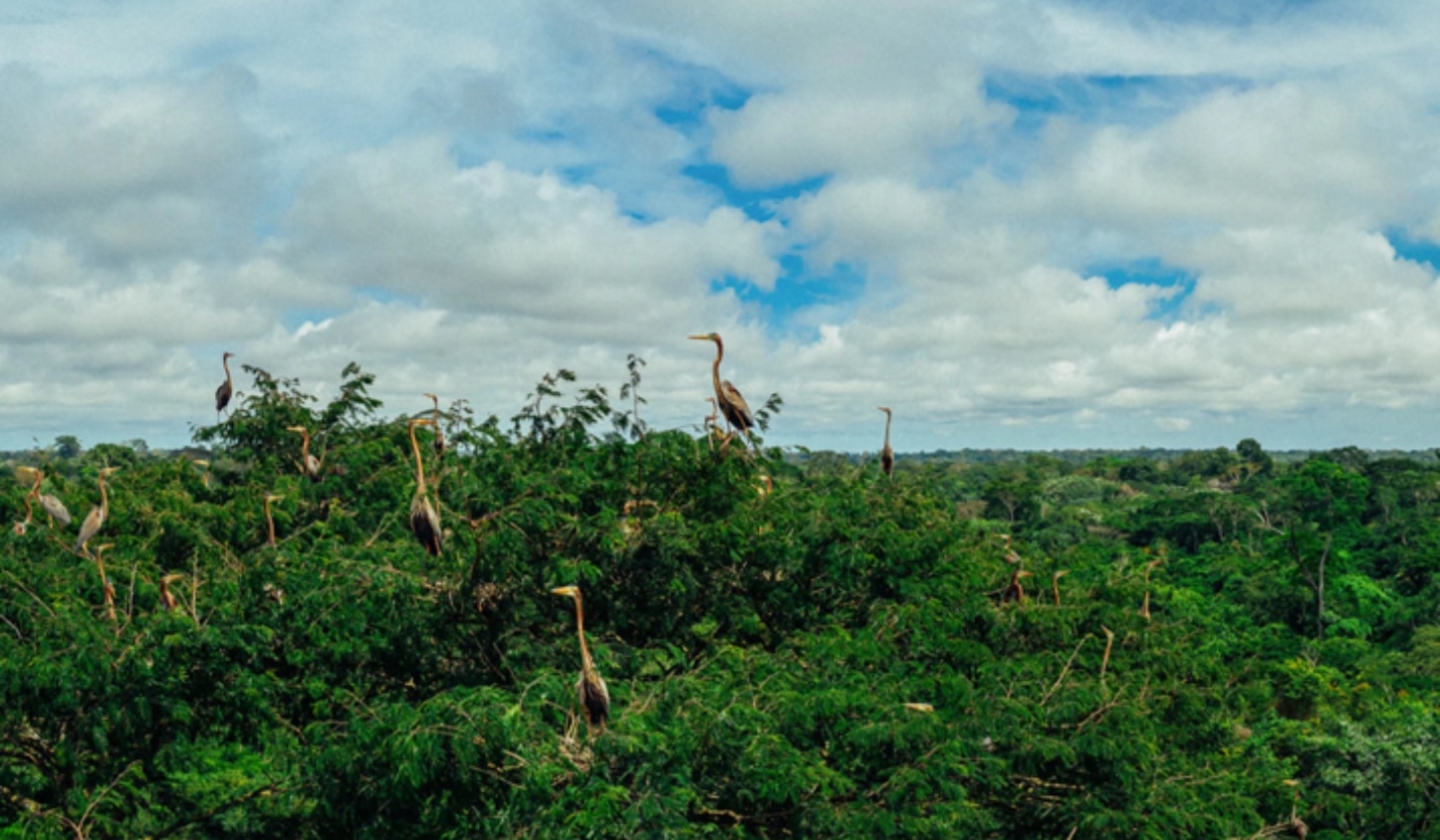 Preventing deforestation in the Democratic Republic of Congo