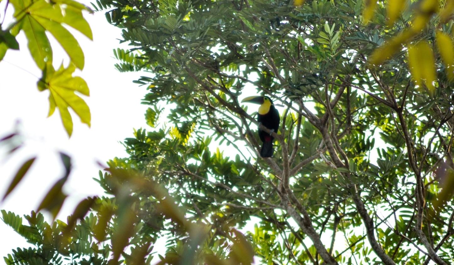 Protecting and restoring the Pacific Coast of Colombia