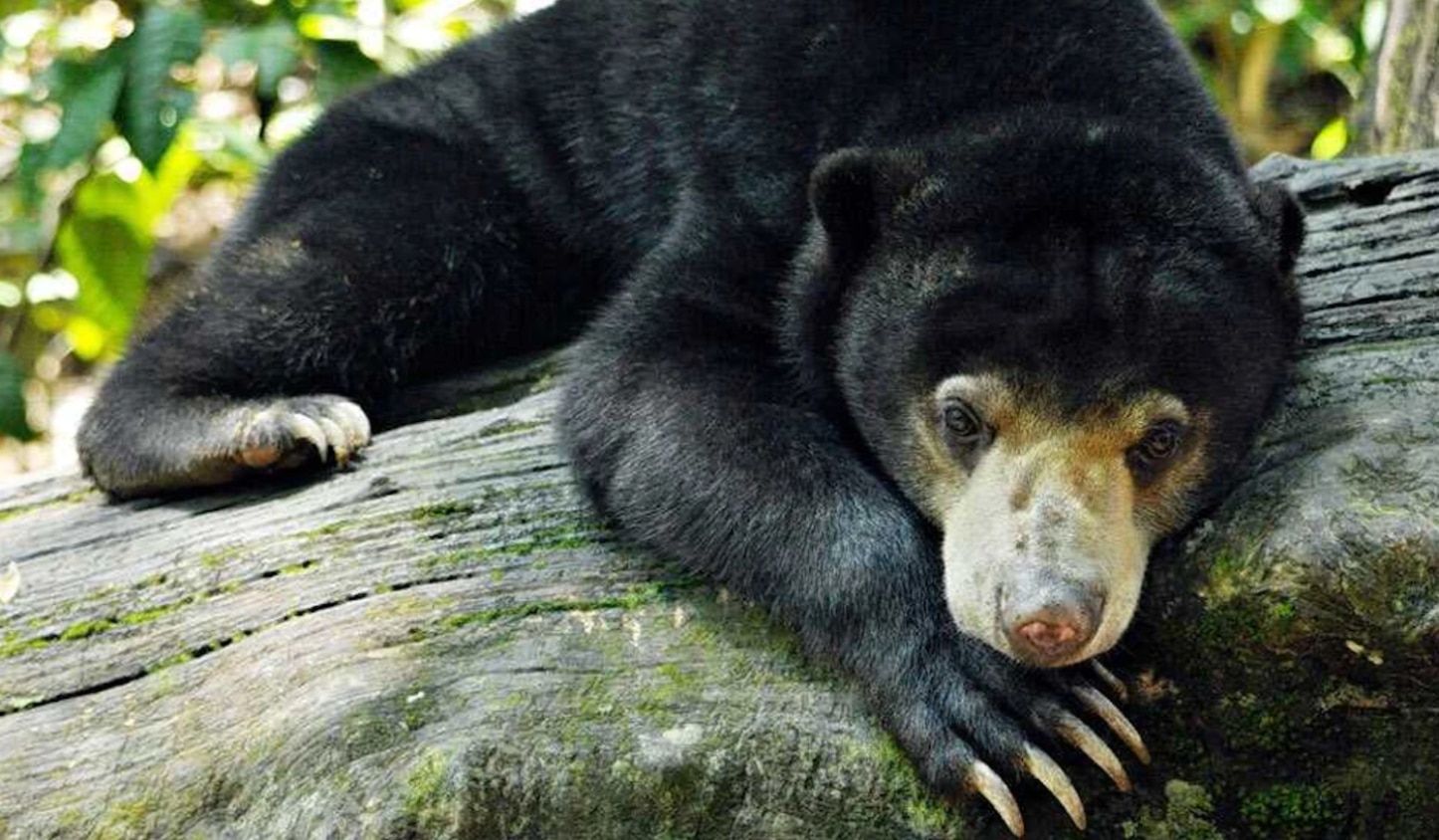 World Wildlife Day - Protecting lowland peat forest in Indonesia