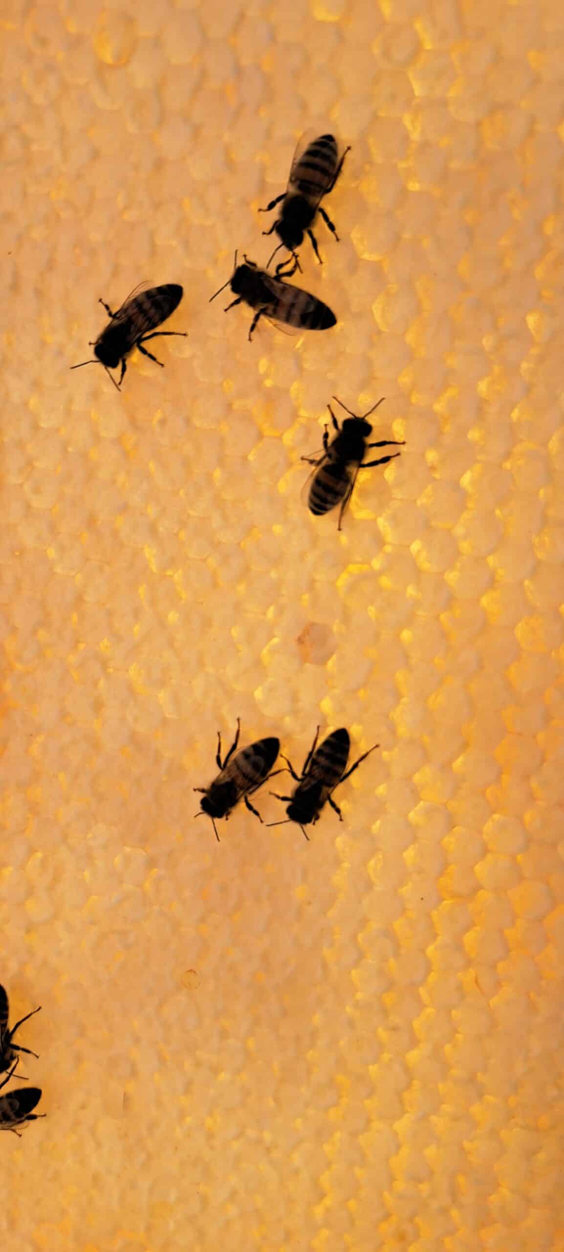 Bees on honey